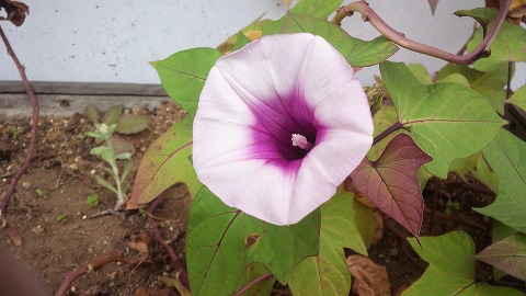 さつまいもの花のなぞ 東洋堂からのお知らせ