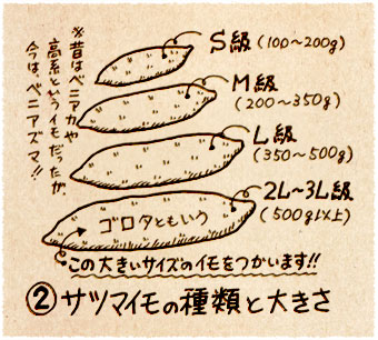 ②サツマイモの種類と大きさ